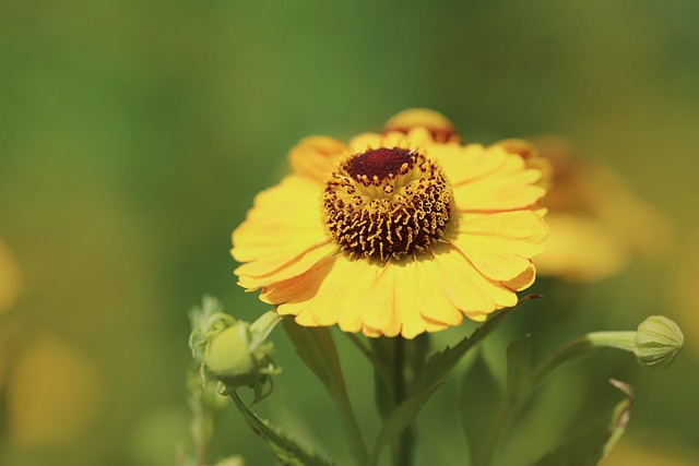 5. From Ordinary to Extraordinary: How Veneers Can Completely Alter Your Facial Aesthetics